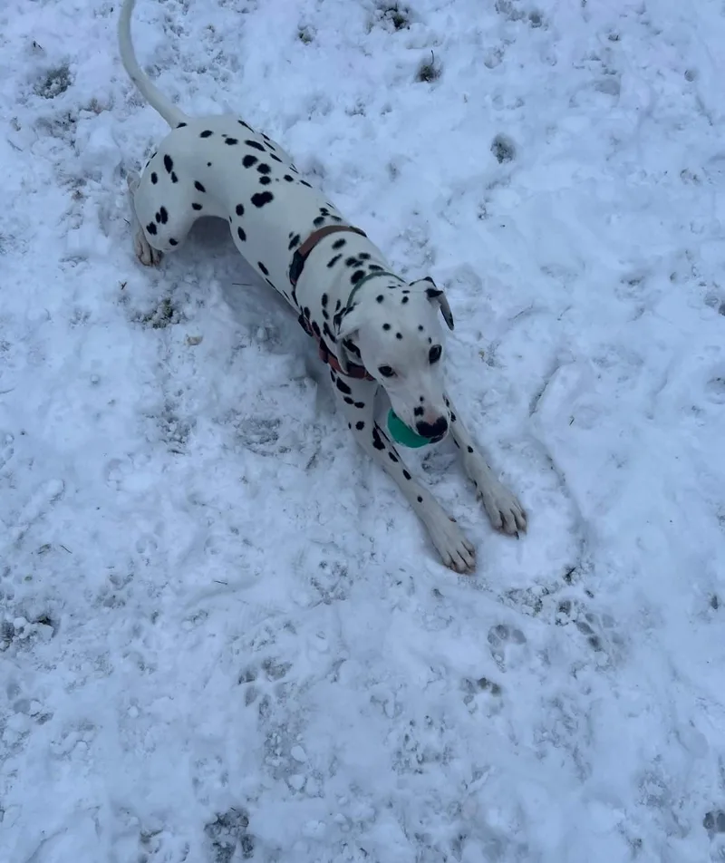 Sliderboston  Ma thumbnail 2