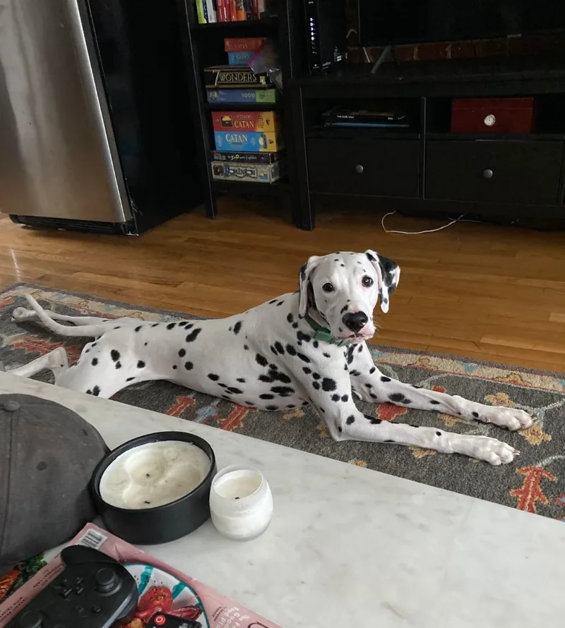 Sliderboston  Ma thumbnail 3