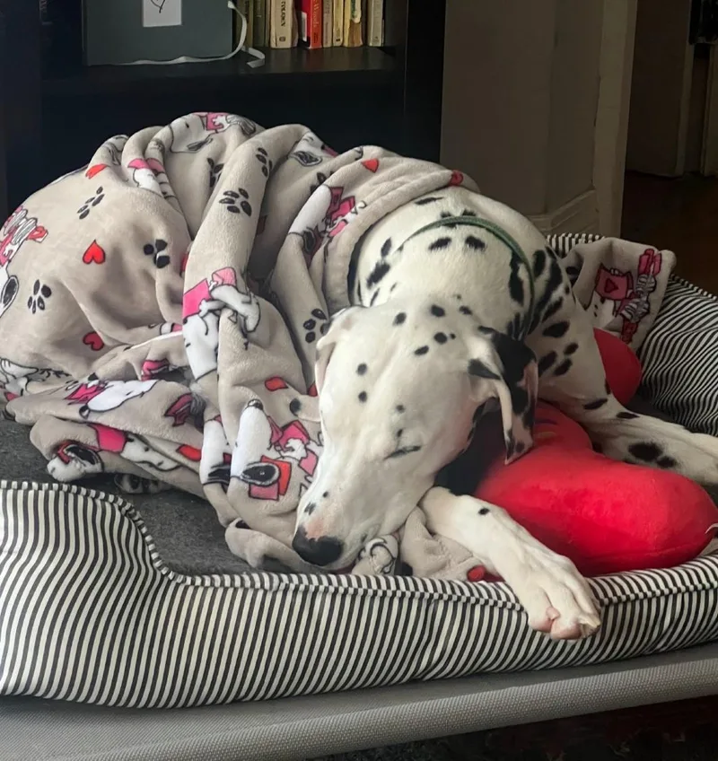 Sliderboston  Ma thumbnail 5