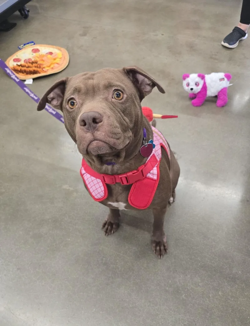 An adult large-sized female American Staffordshire Terrier dog named Beatrix for adoption in Rosenberg, TX