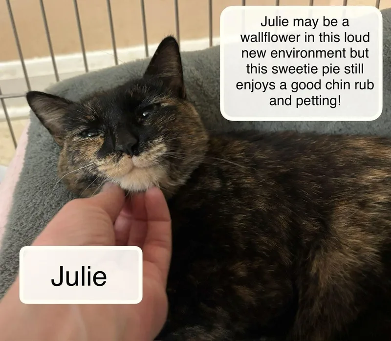 Julie thumbnail 4