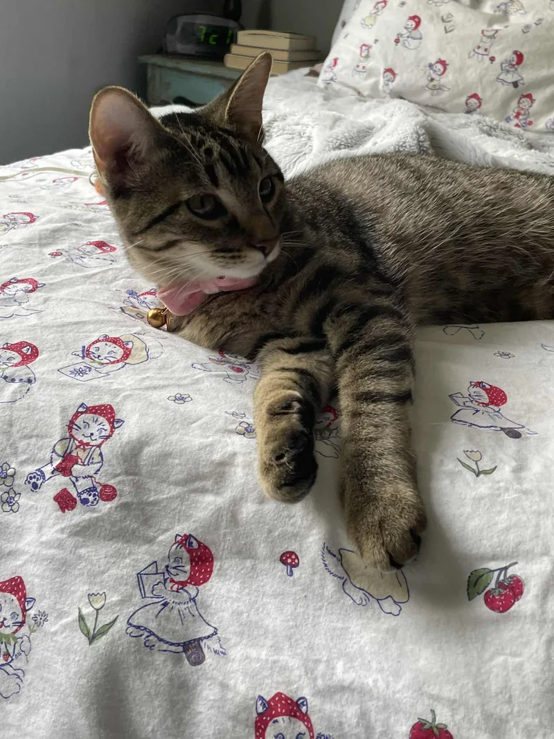 Luna Lovegood thumbnail 3