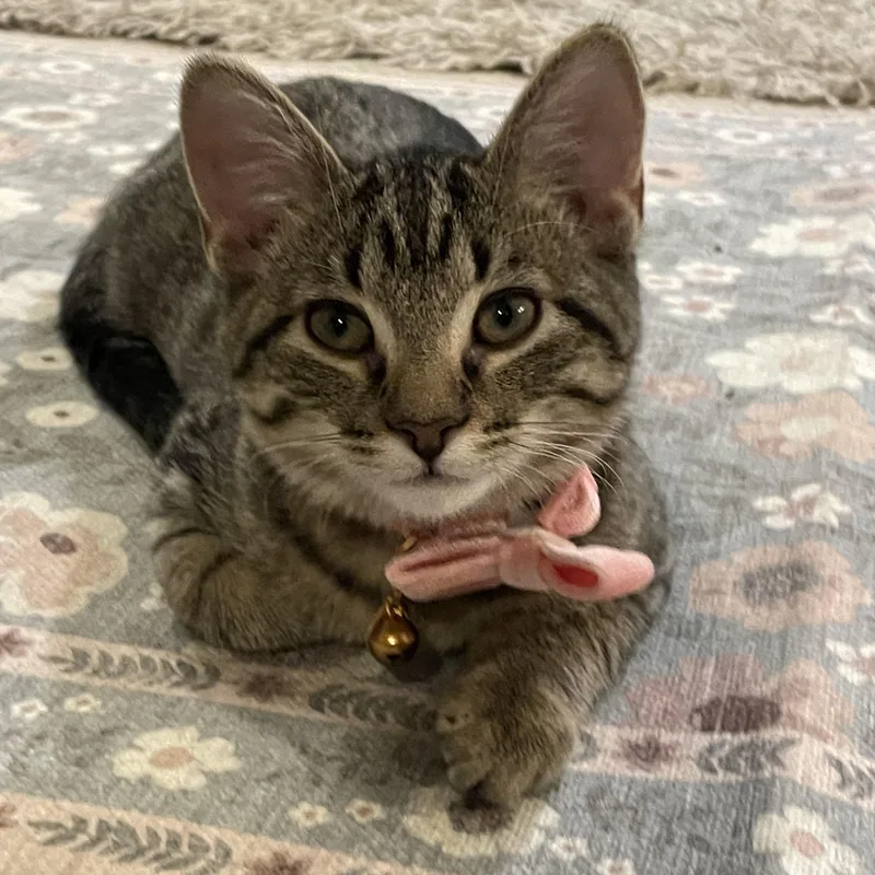 Luna Lovegood thumbnail 4