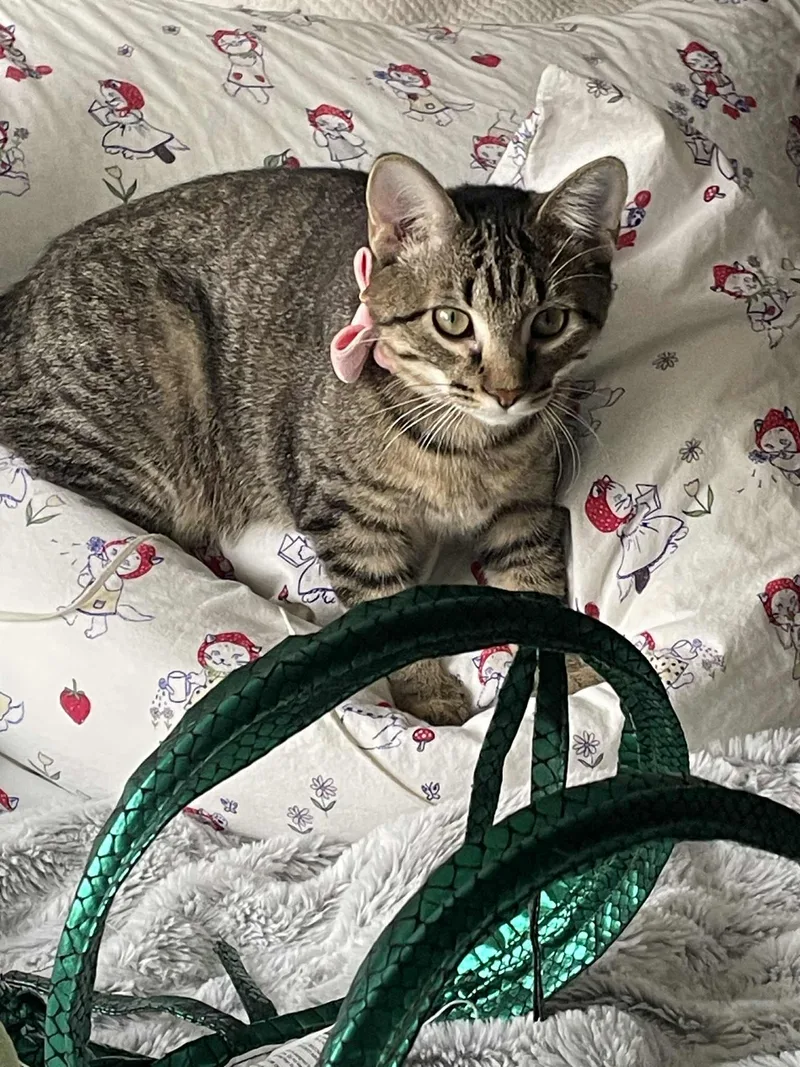 Luna Lovegood thumbnail 5