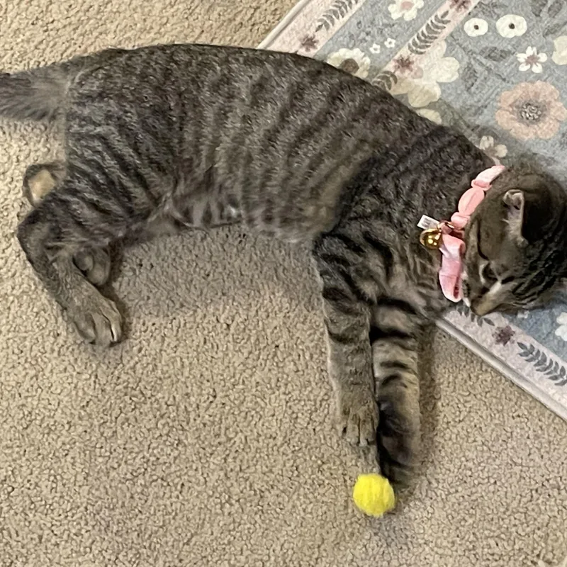 Luna Lovegood thumbnail 6