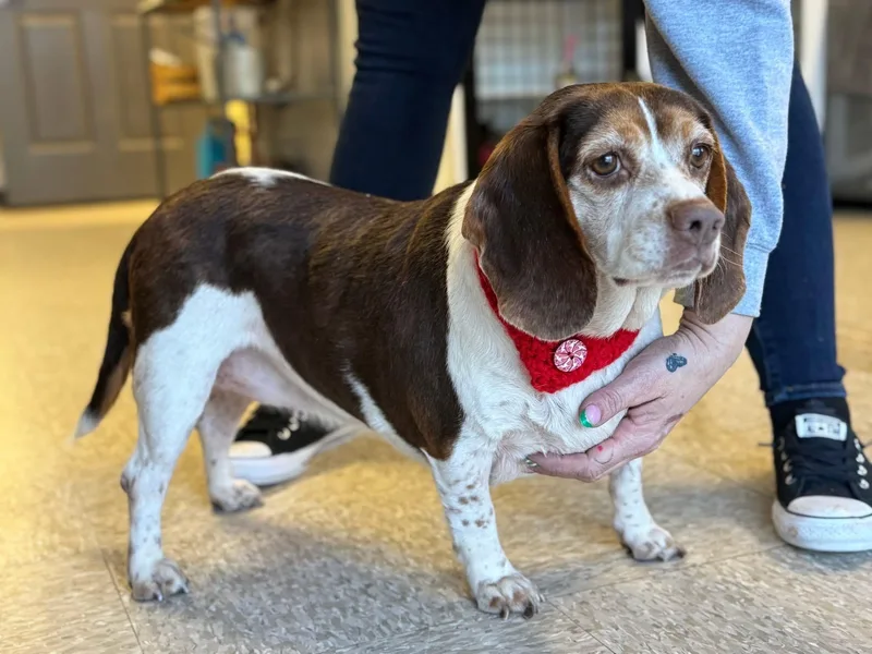 Pattycake thumbnail 4