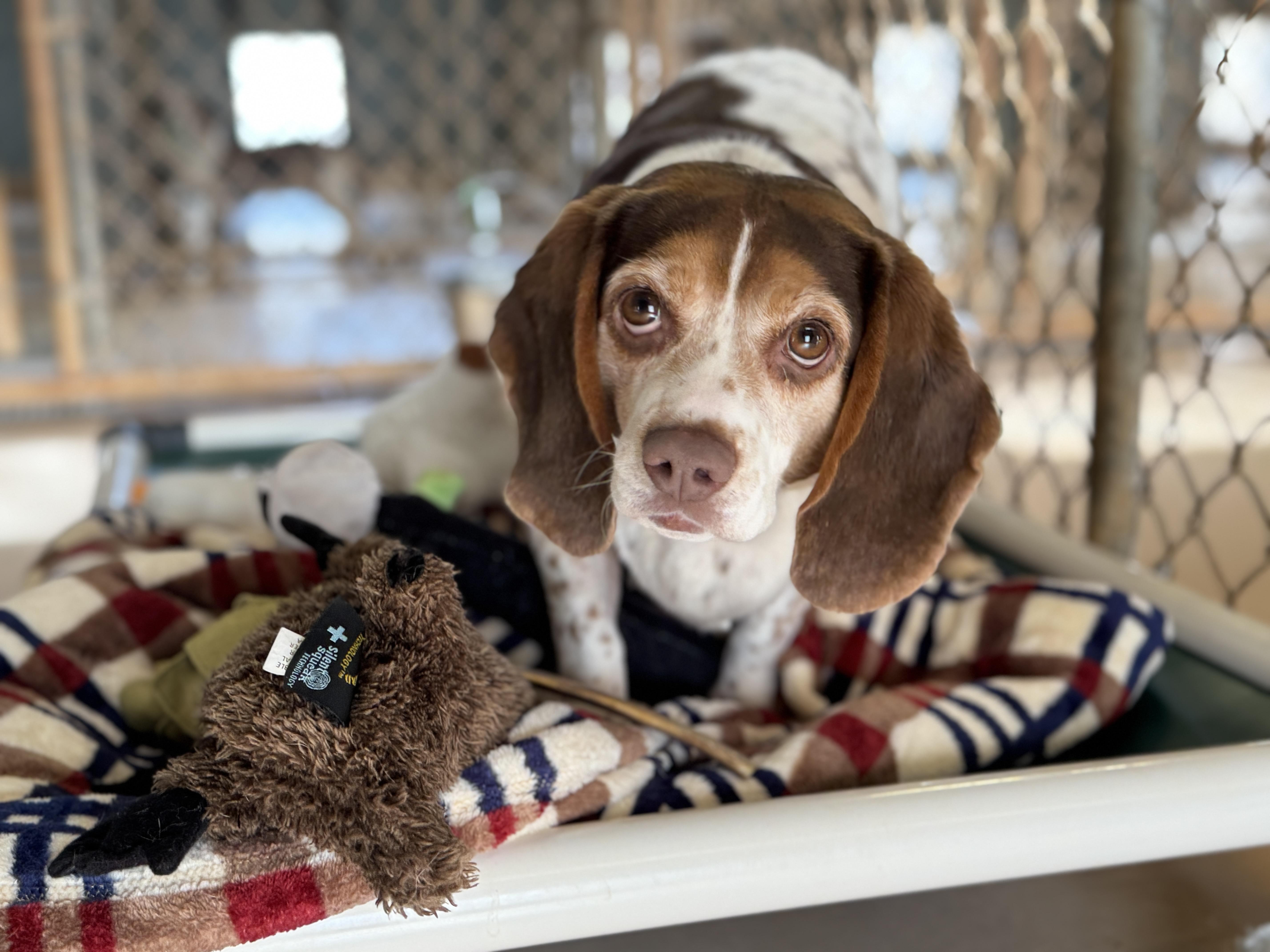 Pattycake thumbnail 5