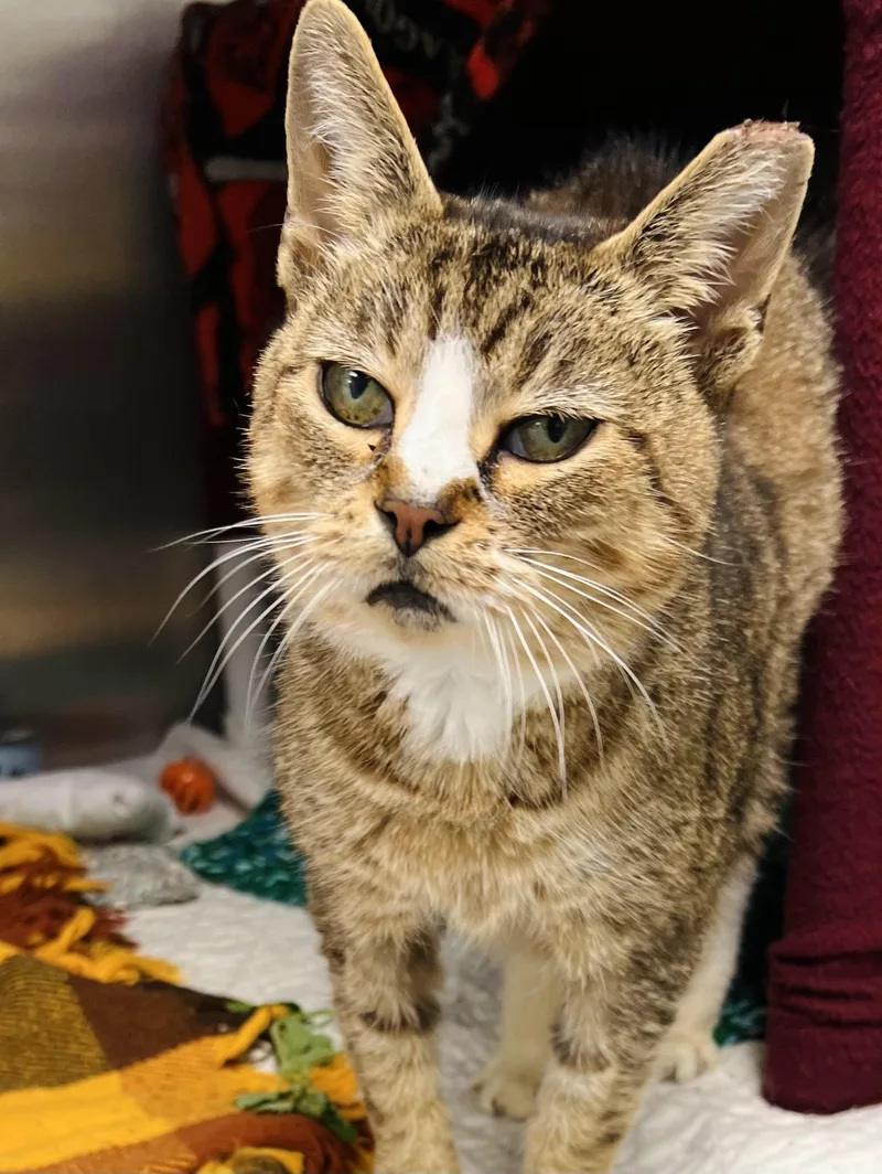 Mosquito thumbnail 2