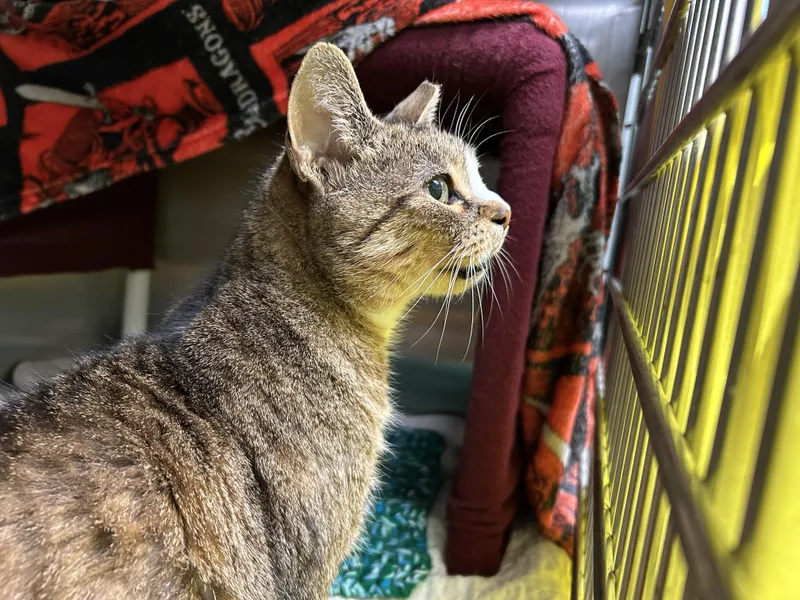 Mosquito thumbnail 3