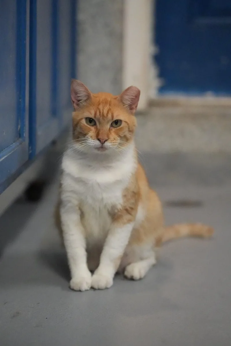 President T thumbnail 2