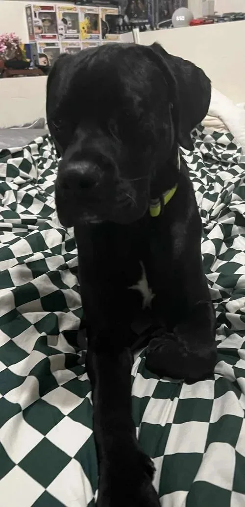 Otis  Fka Taylor thumbnail 5