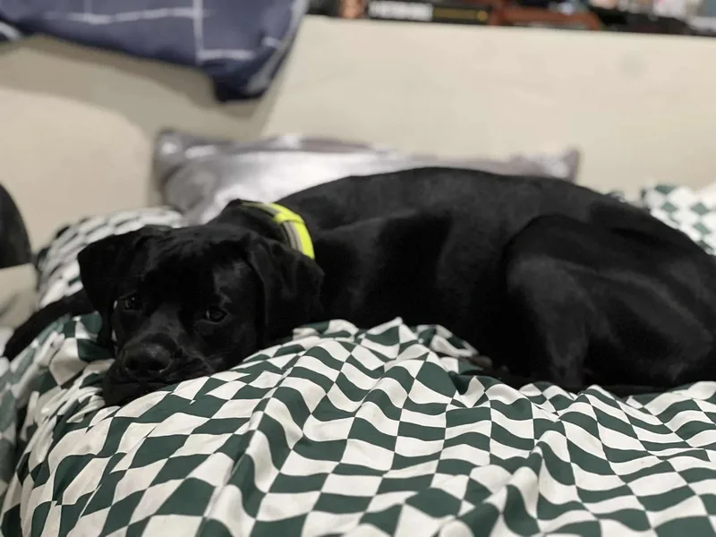 Otis  Fka Taylor thumbnail 6