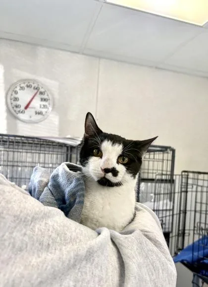 A baby small-sized female Domestic Short Hair cat named Abbie for adoption in Wantagh, NY