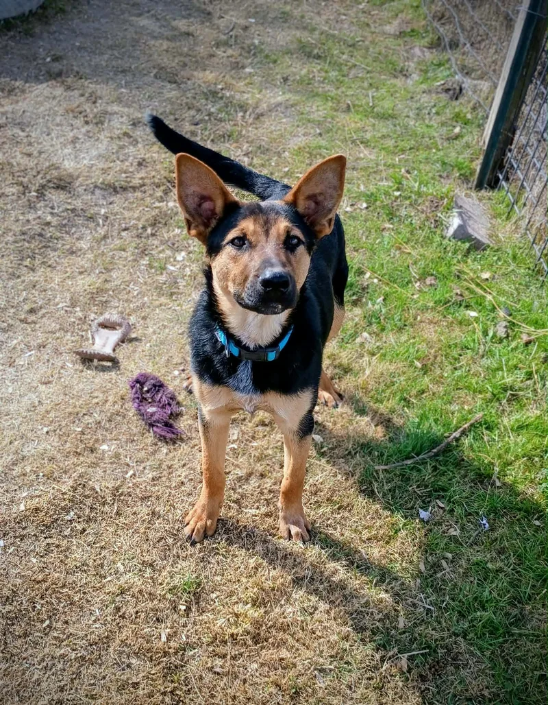 A young medium-sized male Brown / Chocolate German Shepherd Dog dog named Boo for adoption in Argyle, TX