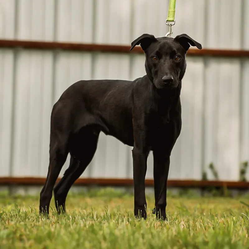A young medium-sized male Black Terrier dog named Harley for adoption in Argyle, TX
