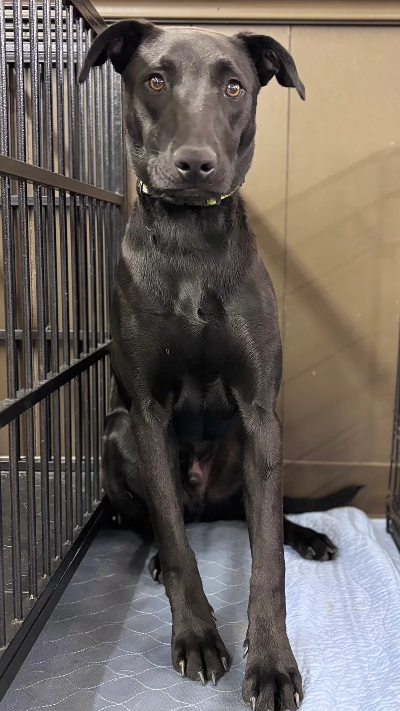A young medium-sized male Black Terrier dog named Harley for adoption in Argyle, TX