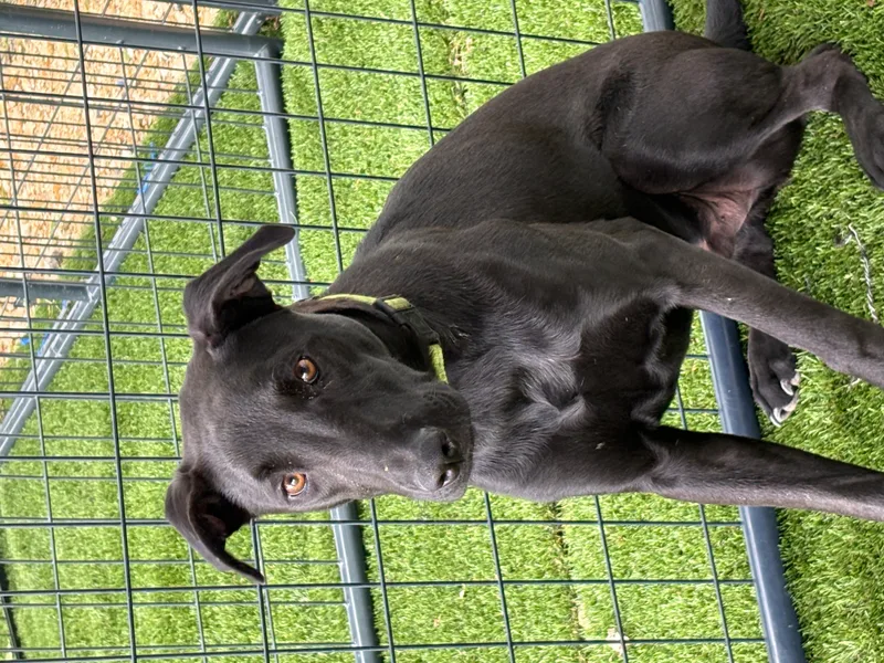 A young medium-sized male Black Terrier dog named Harley for adoption in Argyle, TX