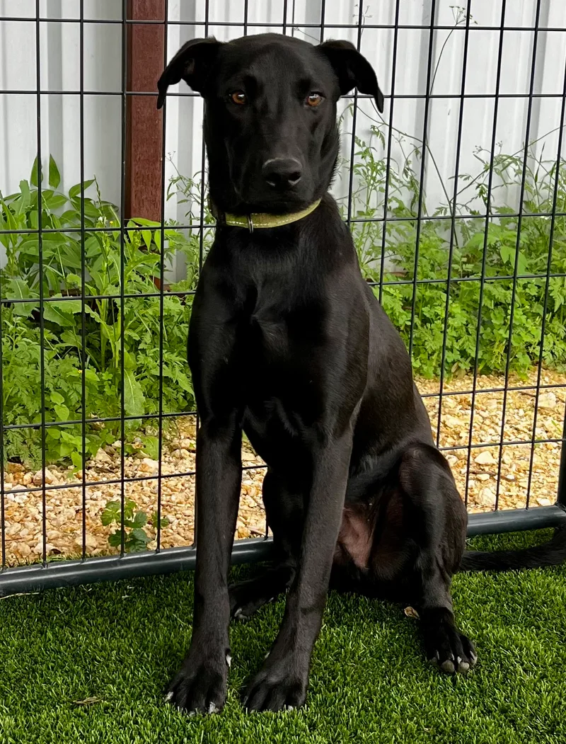 Harley