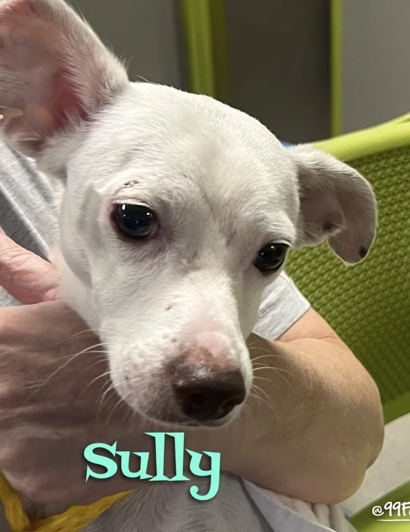 An adult small-sized male Chihuahua dog named Sully for adoption in Las Vegas, NV