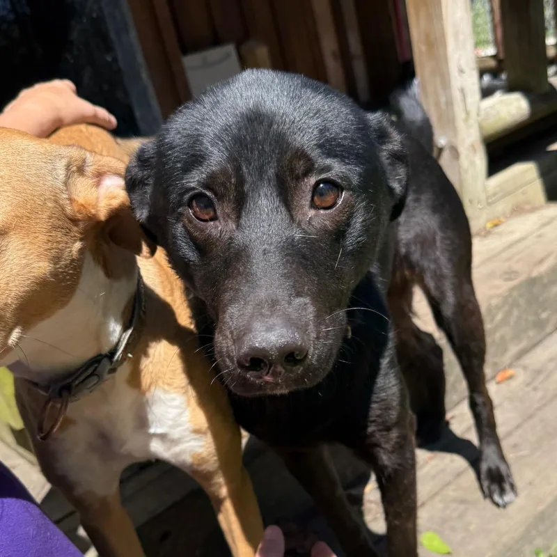 An adult medium-sized female Black Cattle Dog dog named Tilly for adoption in Irvington, AL