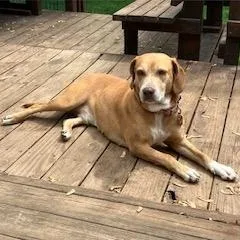 An adult medium-sized female Apricot / Beige Hound dog named Zoey for adoption in Cincinnati, OH