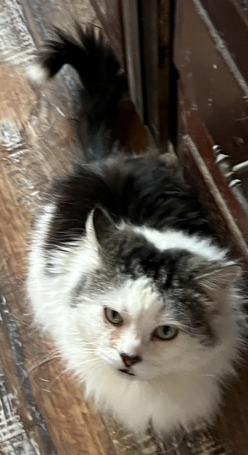 An adult large-sized male Black & White / Tuxedo Maine Coon cat named Augie for adoption in Churchville, PA