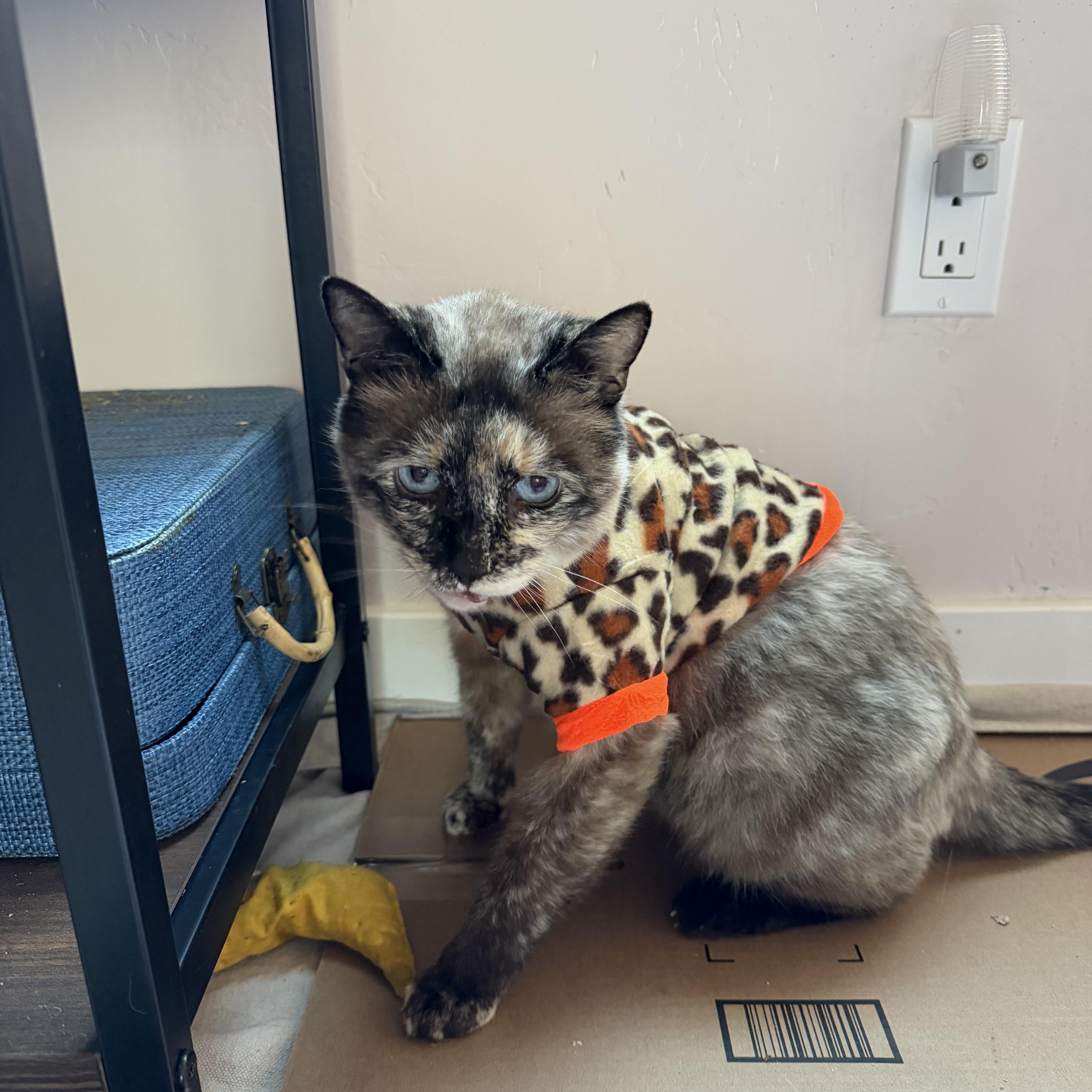 Marzapan thumbnail 2