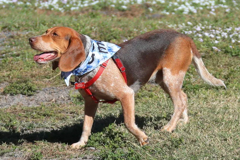 An adult medium-sized male Beagle dog named Baro for adoption in Tampa, FL