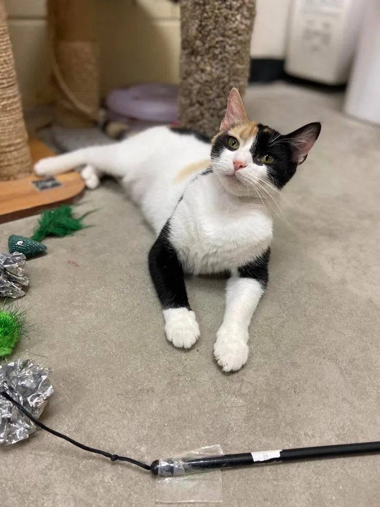 A young medium-sized female Domestic Short Hair cat named Audra for adoption in St. Louis, MO