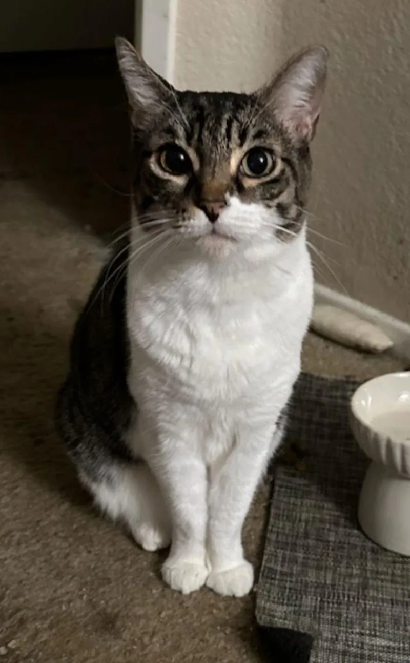A senior medium-sized female Domestic Short Hair cat named Audrey for adoption in Los Angeles, CA