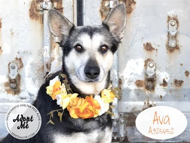 An adult large-sized female German Shepherd Dog dog named Ava for adoption in Stockton, CA