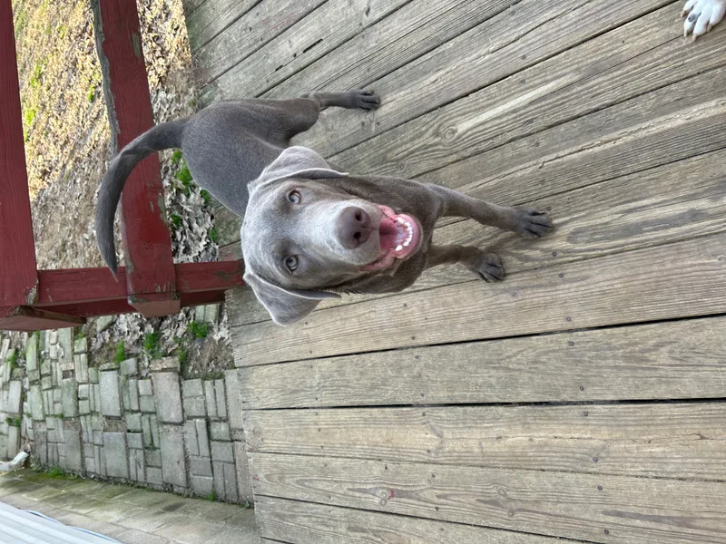 A young large-sized male Gray / Blue / Silver Labrador Retriever dog named Baker for adoption in Hatfield, PA