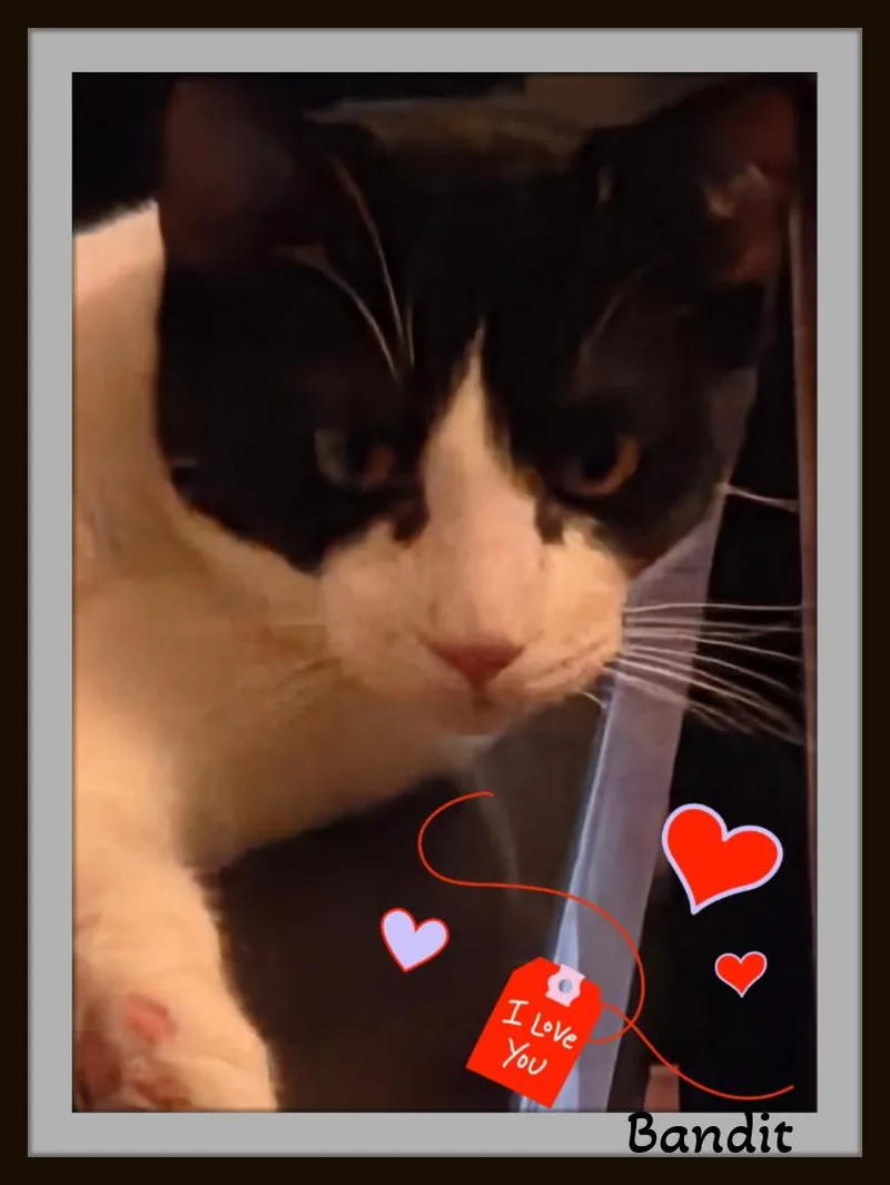 A baby large-sized male Black & White / Tuxedo Domestic Short Hair cat named Meet Bandit He's for adoption in Winston Salem, NC