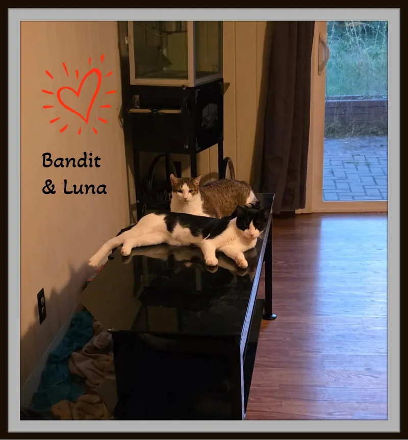 Meet Bandit  He's thumbnail 2