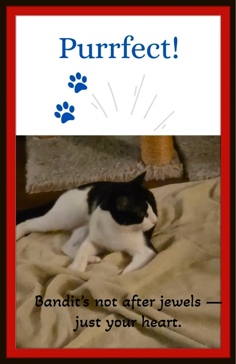 Meet Bandit  He's thumbnail 3