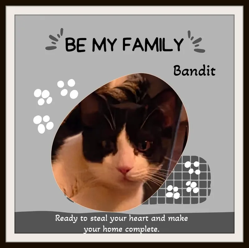 Meet Bandit  He's thumbnail 4