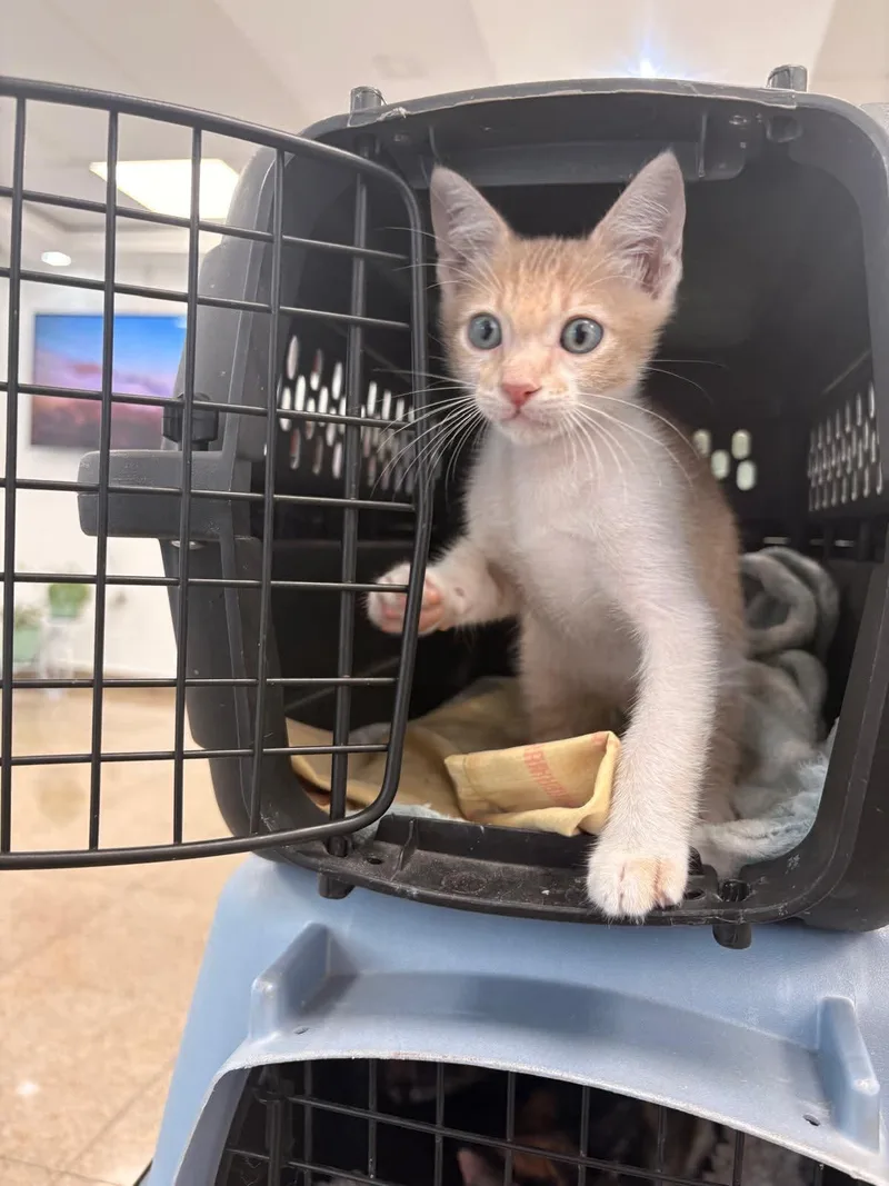 A baby medium-sized male Orange & White Domestic Short Hair cat named Rinaldo for adoption in Warren, NJ