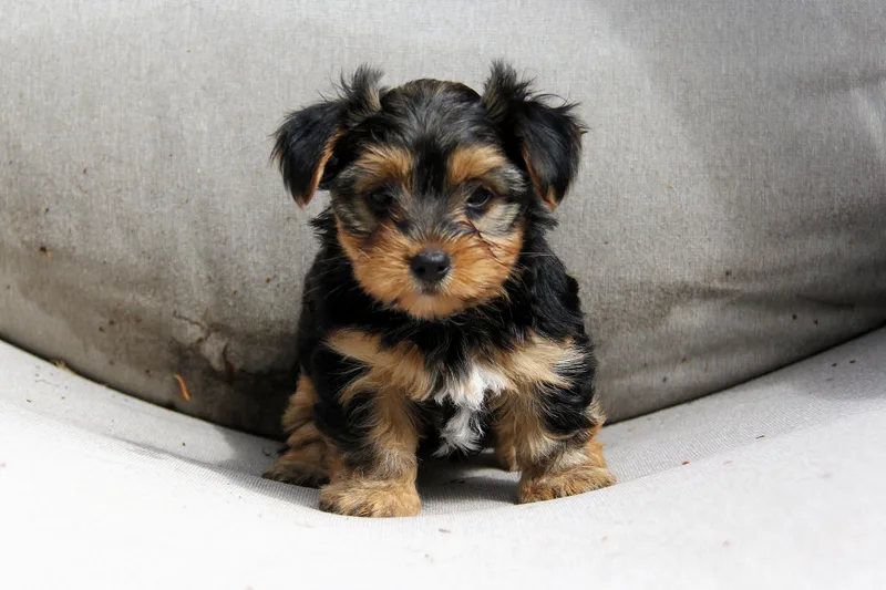 A baby small-sized female Yorkshire Terrier dog named Duchess for adoption in Monroe, NC