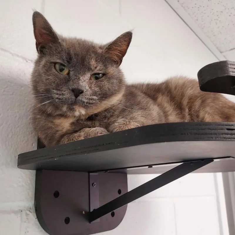 An adult medium-sized female Gray / Blue / Silver Domestic Short Hair cat named Jocelyn for adoption in Dayton, OH