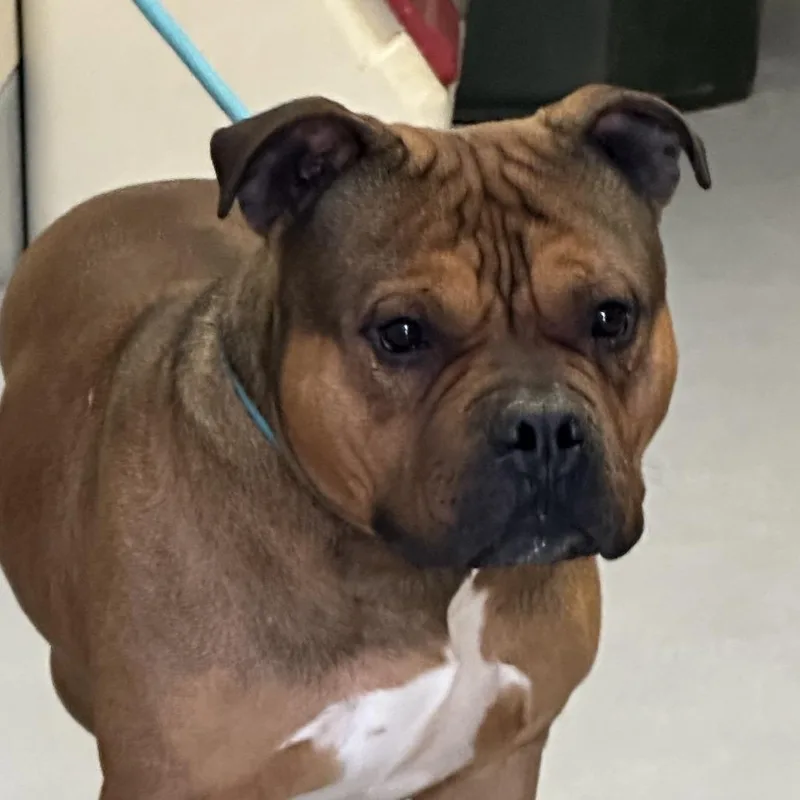 An adult large-sized male Brown / Chocolate Pit Bull Terrier dog named Soren for adoption in Concord, NC