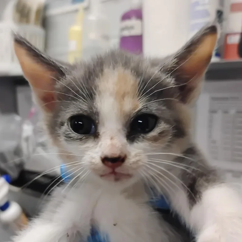 A baby small-sized female Calico Domestic Short Hair cat named Lay for adoption in Summerville, SC