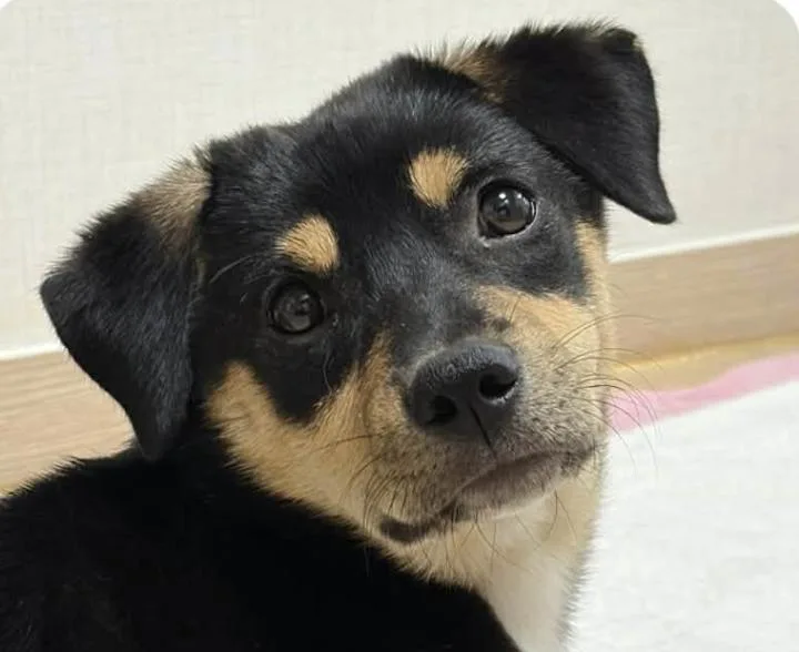 A baby medium-sized female Jindo dog named Dolly for adoption in San Ramon, CA