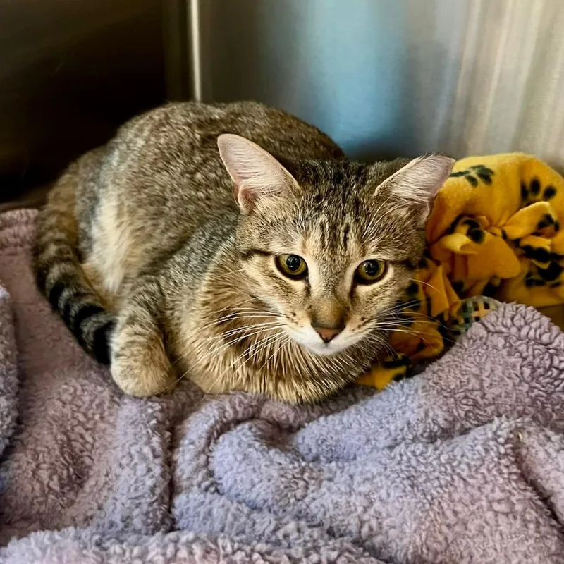 An adult medium-sized female Domestic Short Hair cat named Sabel for adoption in Cumming, GA