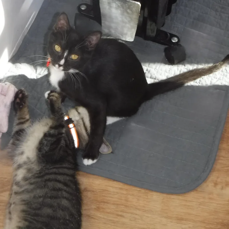 A baby medium-sized male Tabby (Gray / Blue / Silver) Tabby cat named Jules  Super Sweet for adoption in Hoquiam, WA