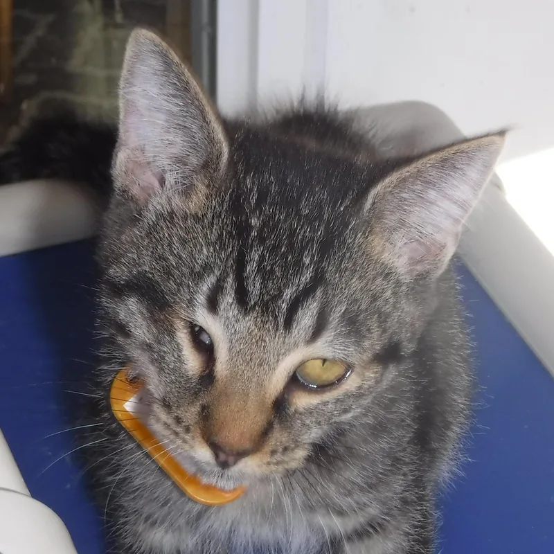 Jules  Super Sweet thumbnail 2
