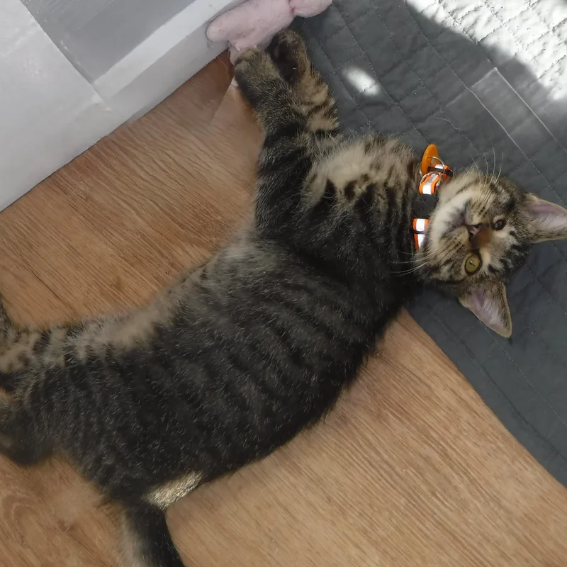 Jules  Super Sweet thumbnail 3
