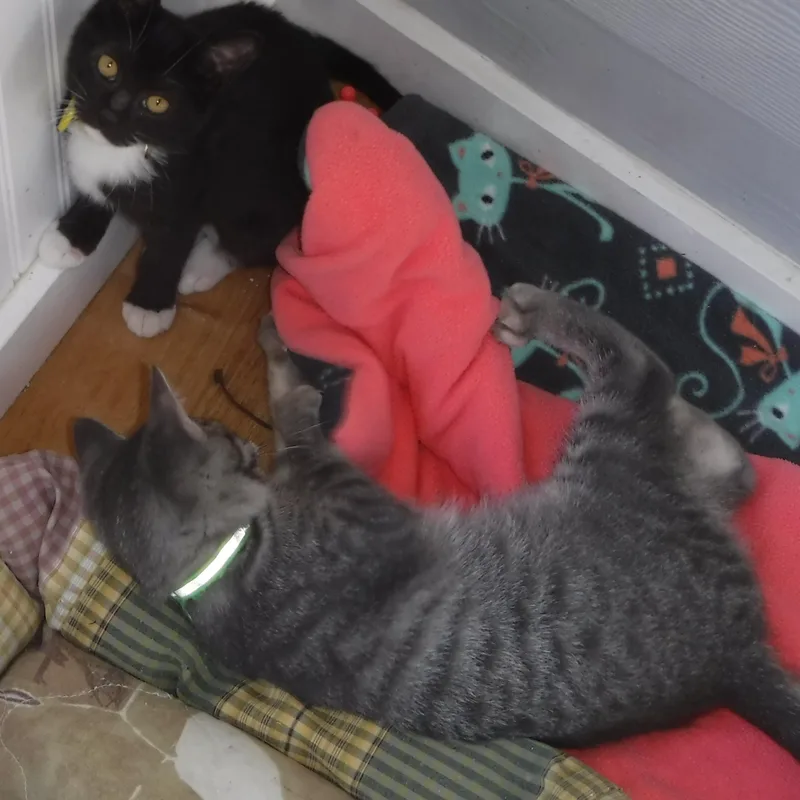 Jules  Super Sweet thumbnail 4