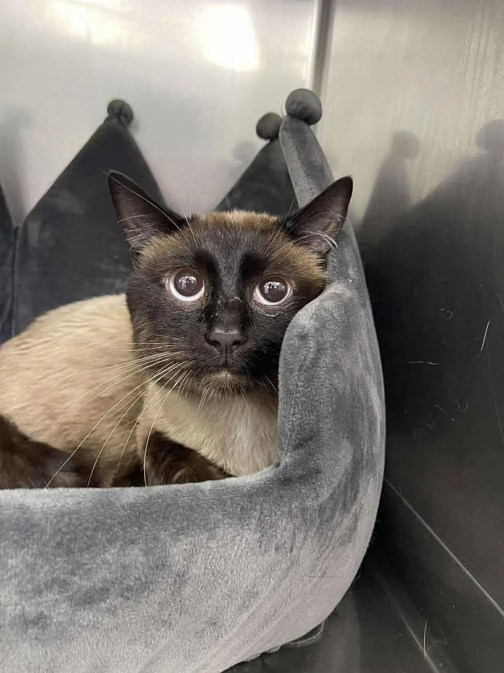 A young medium-sized male Seal Point Domestic Short Hair cat named Grom for adoption in Winthrop, ME