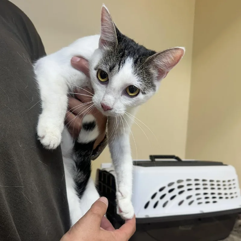 An adult medium-sized female Domestic Short Hair cat named Jupiter for adoption in Corinth, MS