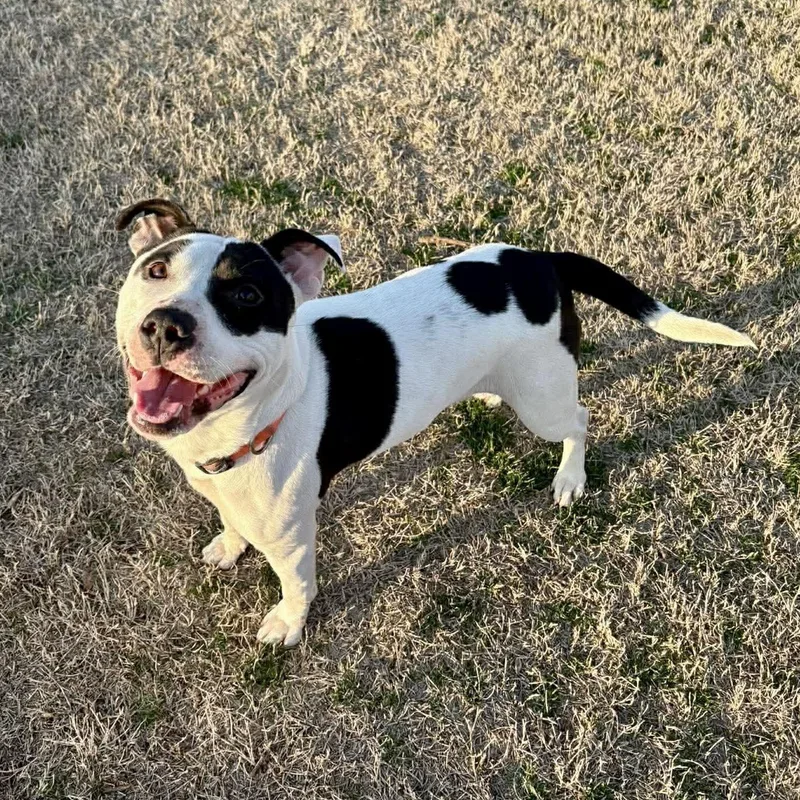 An adult medium-sized female Mixed Breed dog named Maizie for adoption in Northwood, NH